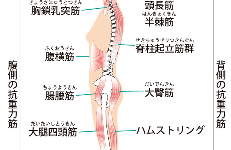 綺麗な姿勢を保つには抗重力筋を鍛えよう！/池袋で姿勢改善するならならreborn鍼灸整骨院